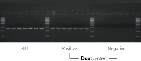 duxcycler와 타사 기기를 이용한 증폭 결과 비교